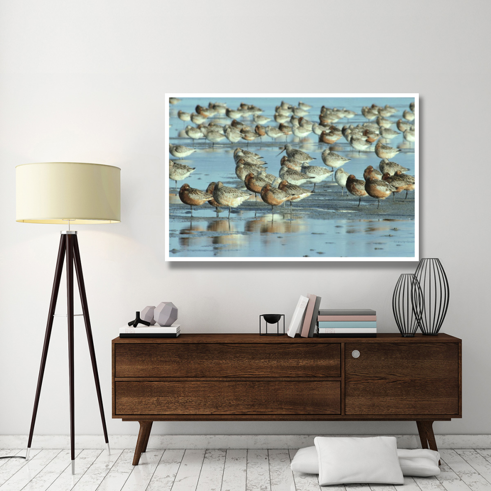 Black-tailed Godwit flock resting in estuary at high-tide, Europe-Paper Art-62&quotx42"