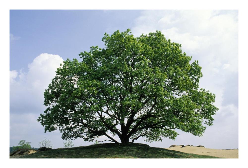 English Oak in autumn, Europe, Asia and north Africa introduced into North America-Paper Art-26"x18"