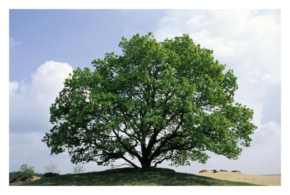 English Oak in autumn, Europe, Asia and north Africa introduced into North America-Paper Art-32"x22"