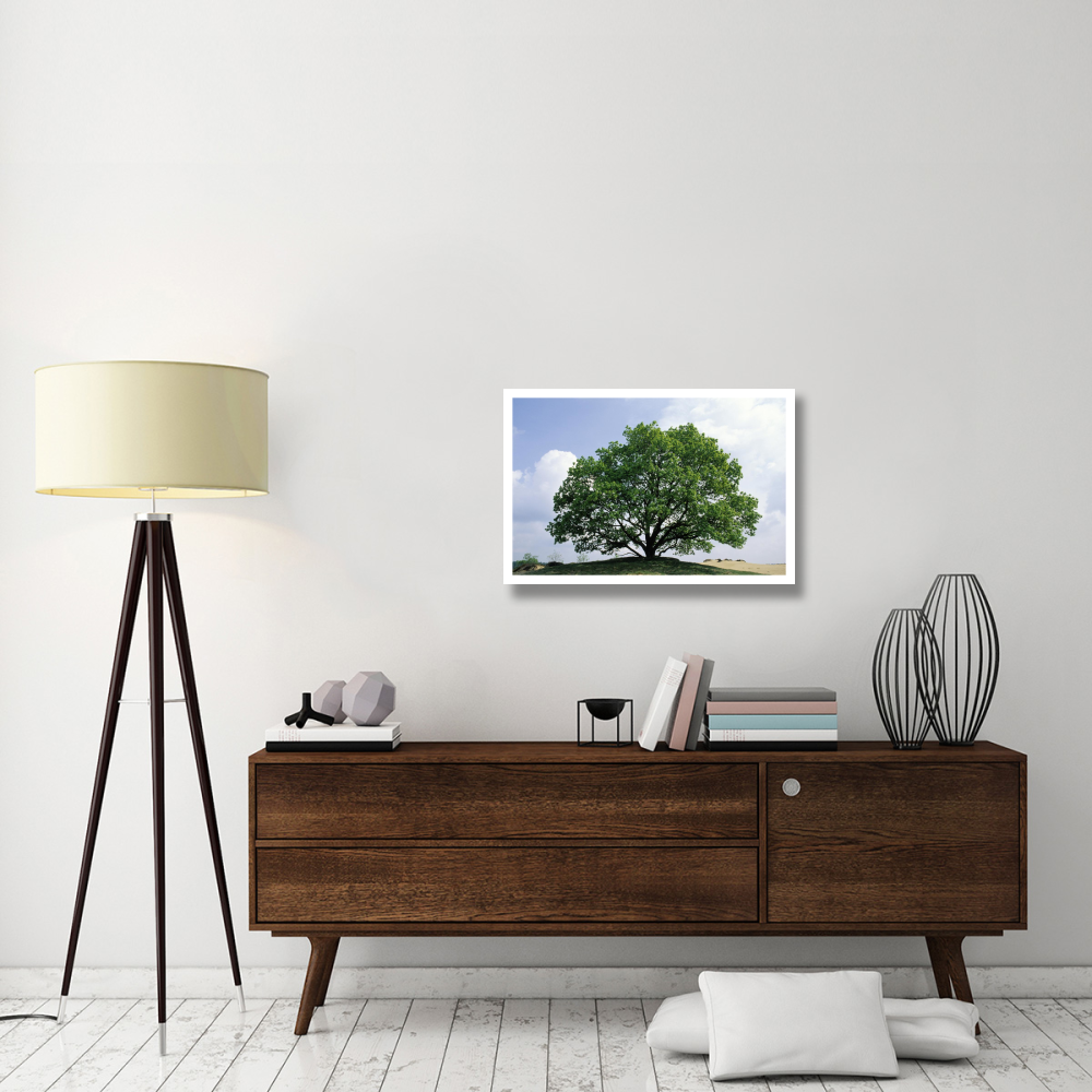 English Oak in autumn, Europe, Asia and north Africa introduced into North America-Paper Art-32&quotx22"