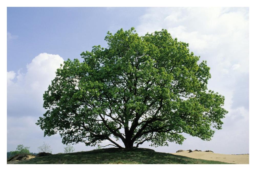 English Oak in autumn, Europe, Asia and north Africa introduced into North America-Paper Art-38"x26"