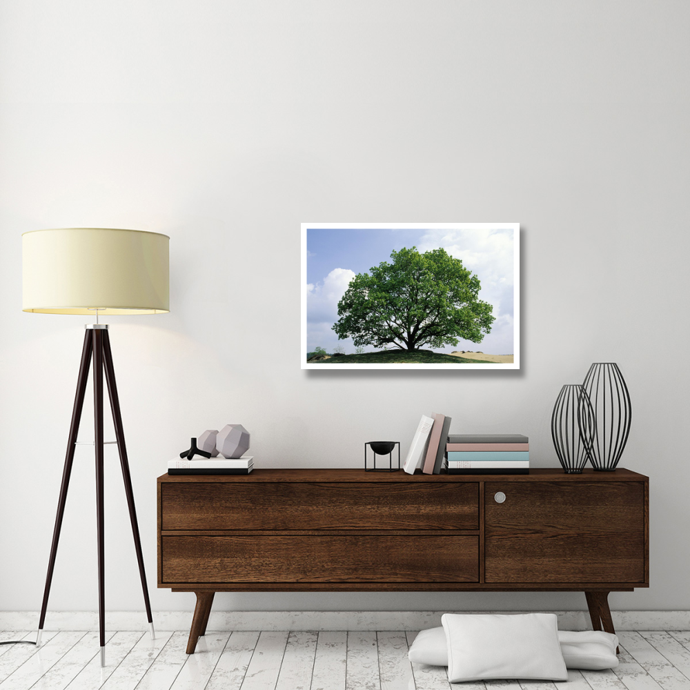English Oak in autumn, Europe, Asia and north Africa introduced into North America-Paper Art-38&quotx26"