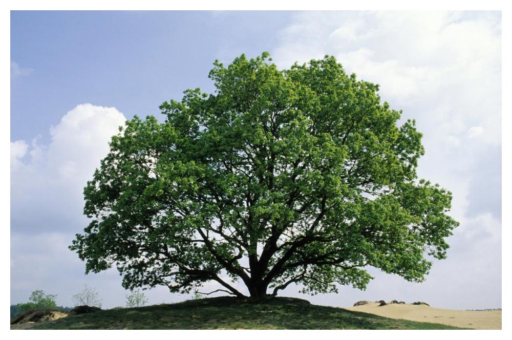 English Oak in autumn, Europe, Asia and north Africa introduced into North America-Paper Art-50"x34"