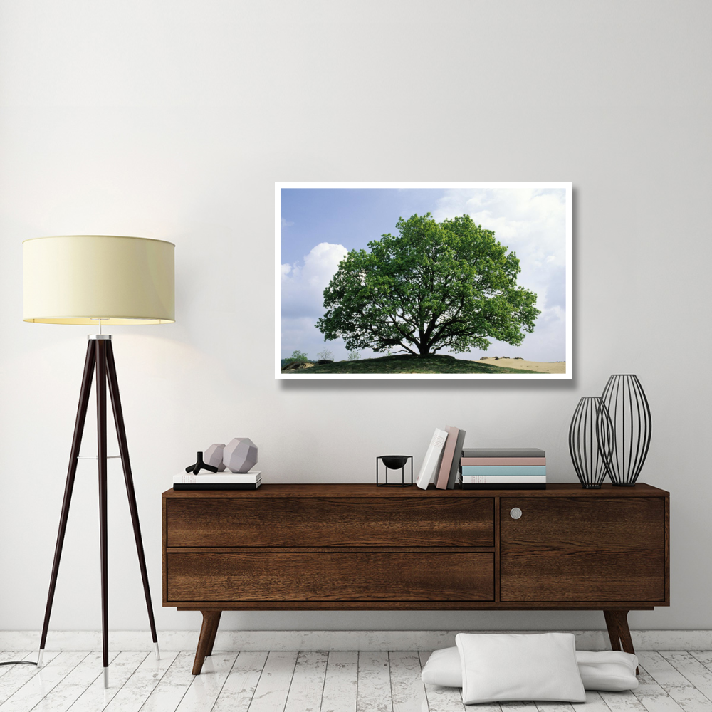 English Oak in autumn, Europe, Asia and north Africa introduced into North America-Paper Art-50&quotx34"