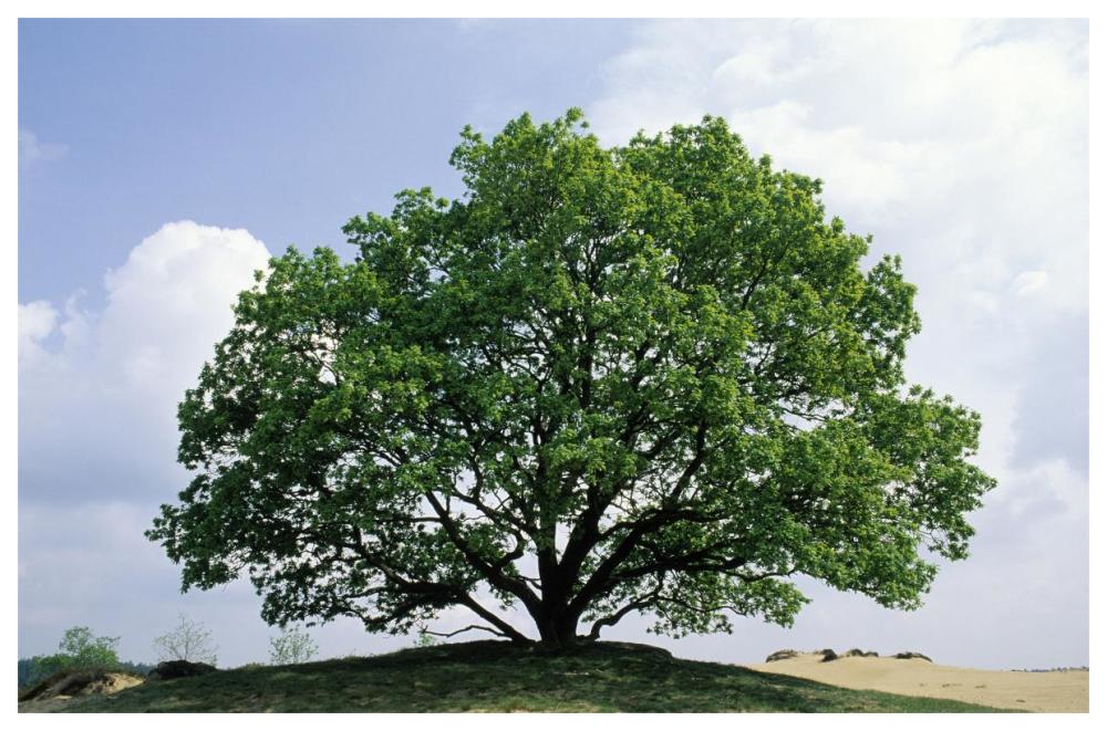 English Oak in autumn, Europe, Asia and north Africa introduced into North America-Paper Art-62"x42"