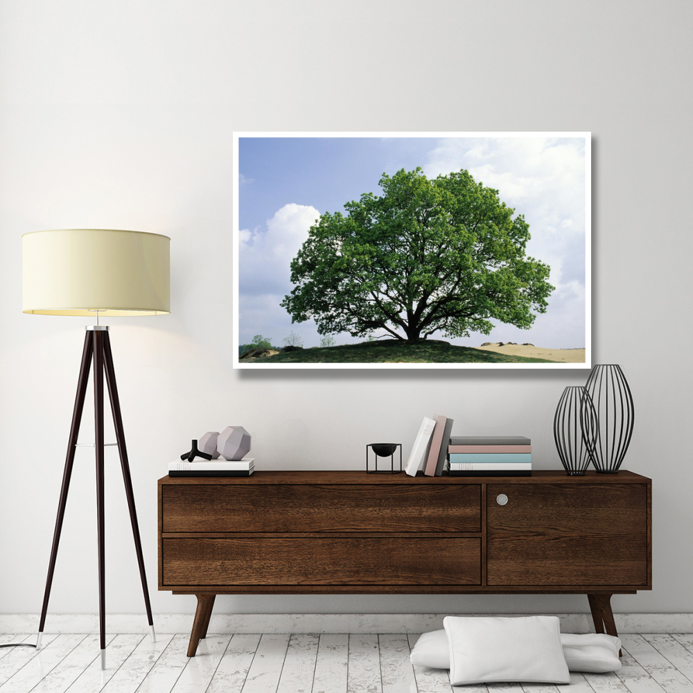 English Oak in autumn, Europe, Asia and north Africa introduced into North America-Paper Art-62&quotx42"