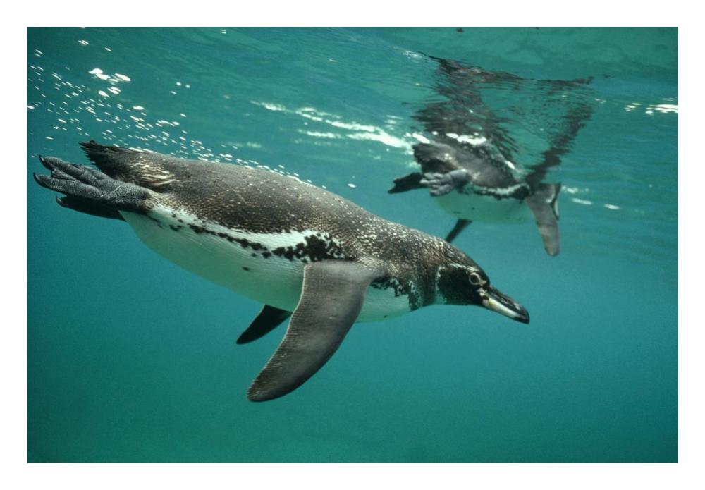 Galapagos Penguins diving, Bartolome Island, Galapagos Islands, Ecuador-Paper Art-26"x18"
