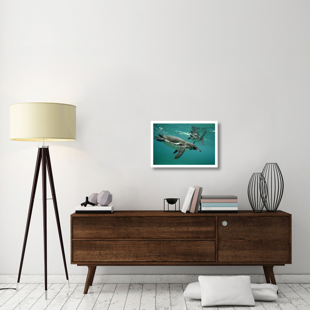 Galapagos Penguins diving, Bartolome Island, Galapagos Islands, Ecuador-Paper Art-26&quotx18"