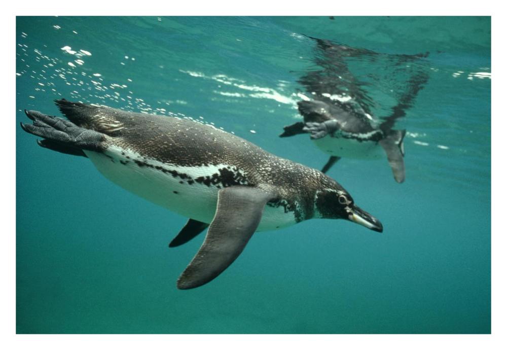 Galapagos Penguins diving, Bartolome Island, Galapagos Islands, Ecuador-Paper Art-32"x22"