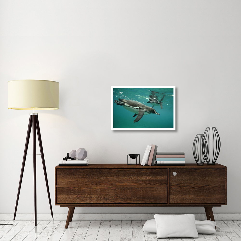 Galapagos Penguins diving, Bartolome Island, Galapagos Islands, Ecuador-Paper Art-32&quotx22"