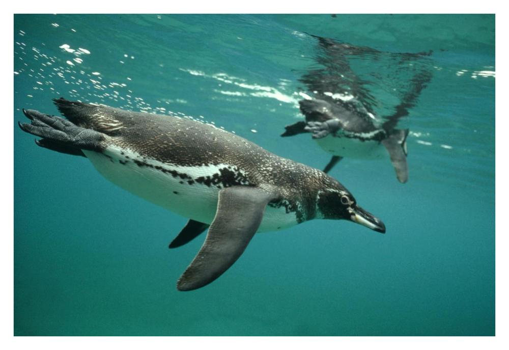 Galapagos Penguins diving, Bartolome Island, Galapagos Islands, Ecuador-Paper Art-38"x26"