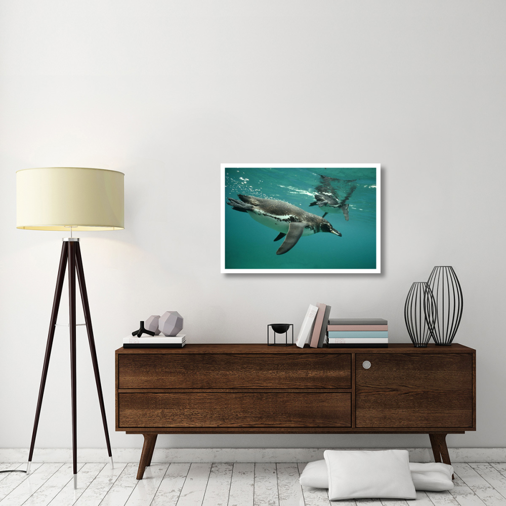 Galapagos Penguins diving, Bartolome Island, Galapagos Islands, Ecuador-Paper Art-38&quotx26"