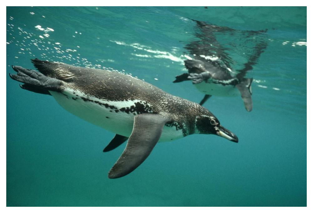 Galapagos Penguins diving, Bartolome Island, Galapagos Islands, Ecuador-Paper Art-50"x34"
