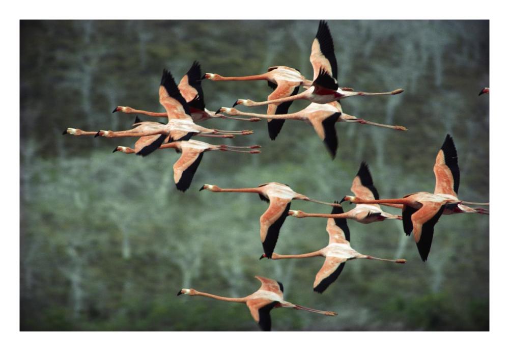 Greater Flamingo group courtship flight, Punta Cormorant, Floreana Island, Galapagos Islands, Ecuador-Paper Art-26"x18"