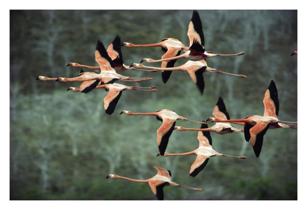 Greater Flamingo group courtship flight, Punta Cormorant, Floreana Island, Galapagos Islands, Ecuador-Paper Art-32"x22"