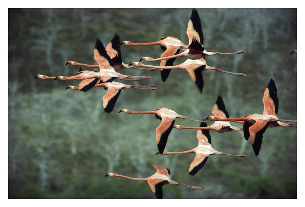 Greater Flamingo group courtship flight, Punta Cormorant, Floreana Island, Galapagos Islands, Ecuador-Paper Art-38"x26"