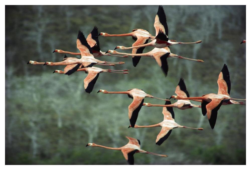 Greater Flamingo group courtship flight, Punta Cormorant, Floreana Island, Galapagos Islands, Ecuador-Paper Art-50"x34"