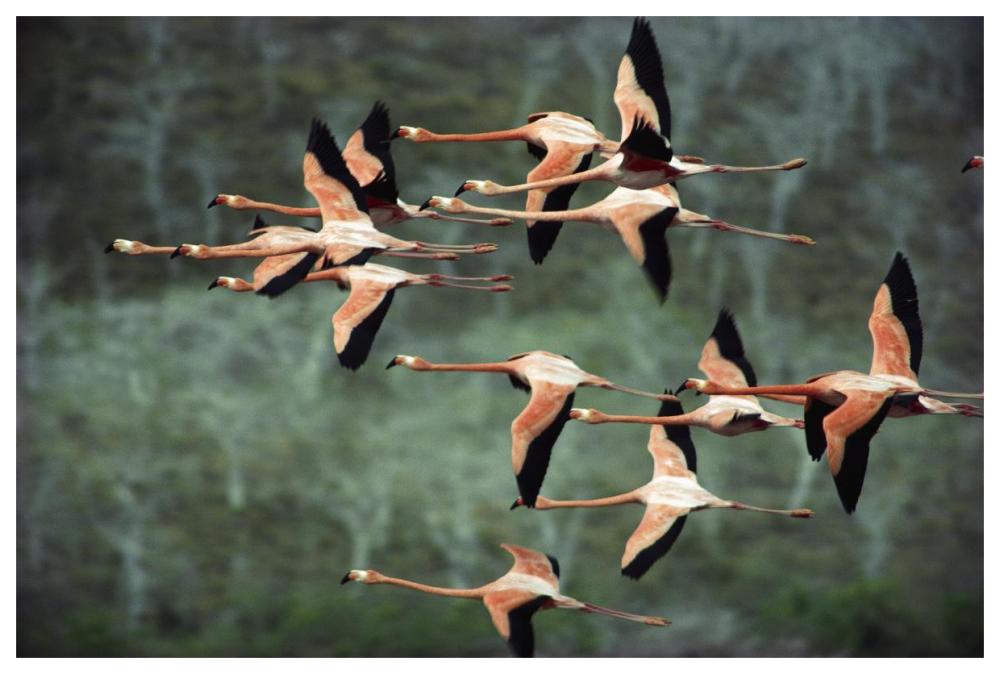 Greater Flamingo group courtship flight, Punta Cormorant, Floreana Island, Galapagos Islands, Ecuador-Paper Art-62"x42"