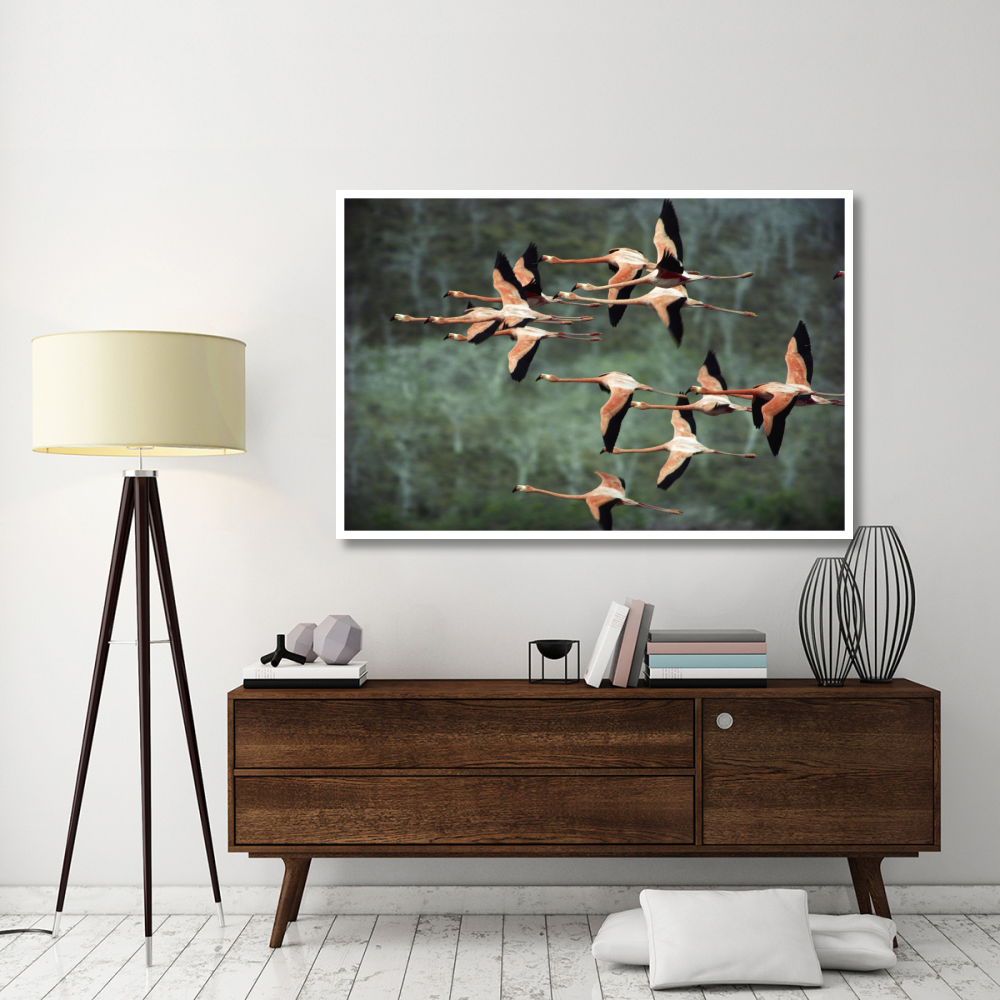 Greater Flamingo group courtship flight, Punta Cormorant, Floreana Island, Galapagos Islands, Ecuador-Paper Art-62&quotx42"