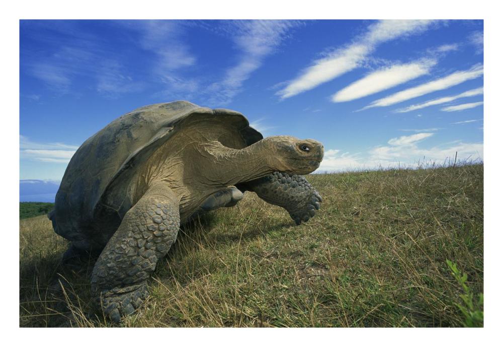 Galapagos Tortoise on caldera rim, Alcedo Volcano, Isabella Island, Galapagos Islands, Ecuador-Paper Art-26"x18"