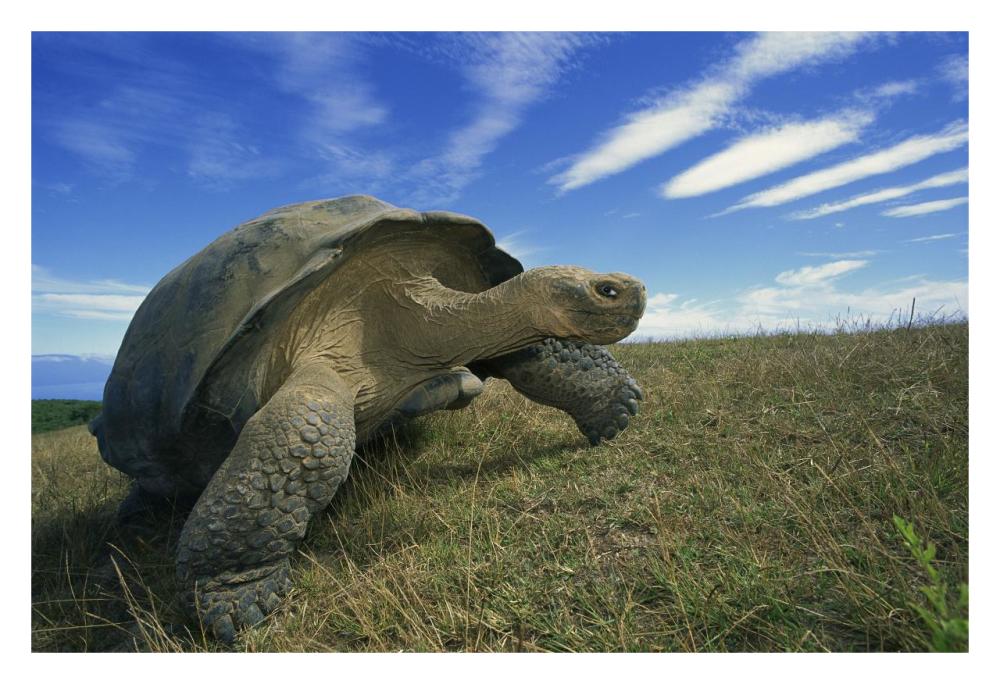 Galapagos Tortoise on caldera rim, Alcedo Volcano, Isabella Island, Galapagos Islands, Ecuador-Paper Art-32"x22"