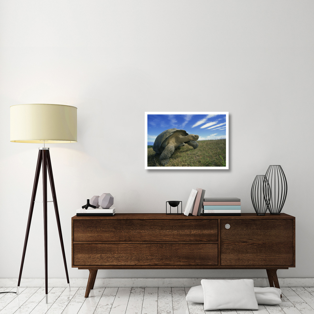 Galapagos Tortoise on caldera rim, Alcedo Volcano, Isabella Island, Galapagos Islands, Ecuador-Paper Art-32&quotx22"