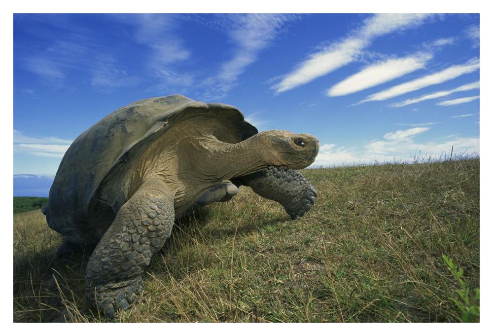 Galapagos Tortoise on caldera rim, Alcedo Volcano, Isabella Island, Galapagos Islands, Ecuador-Paper Art-38"x26"