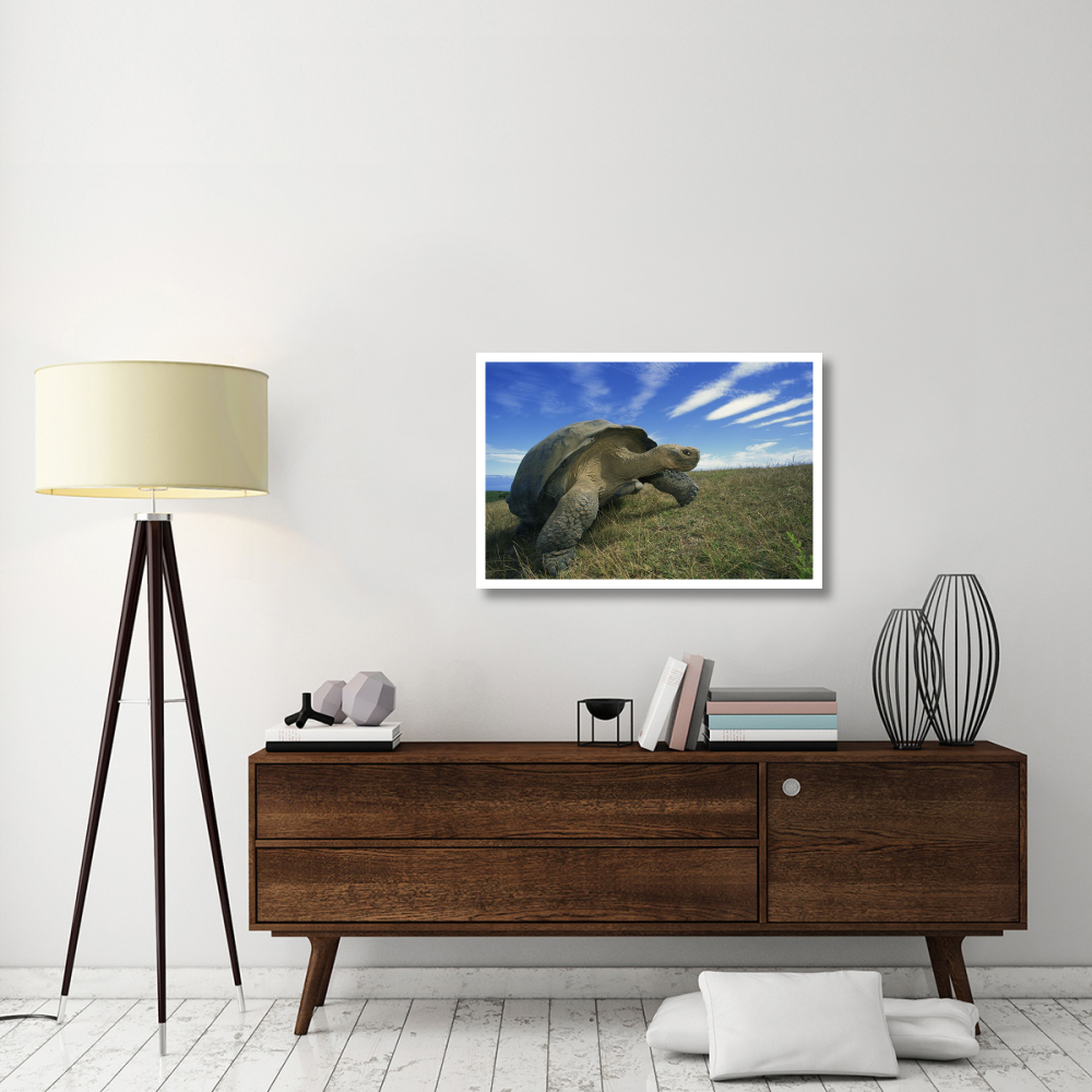 Galapagos Tortoise on caldera rim, Alcedo Volcano, Isabella Island, Galapagos Islands, Ecuador-Paper Art-38&quotx26"