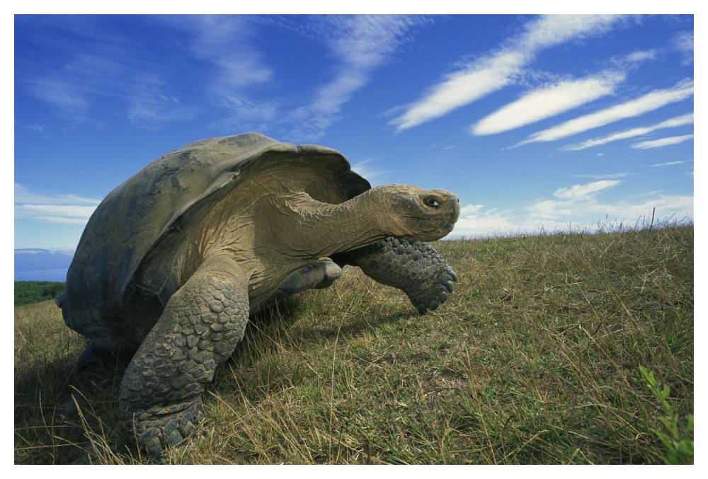 Galapagos Tortoise on caldera rim, Alcedo Volcano, Isabella Island, Galapagos Islands, Ecuador-Paper Art-50"x34"