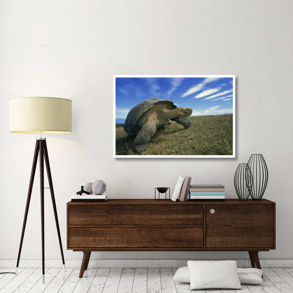 Galapagos Tortoise on caldera rim, Alcedo Volcano, Isabella Island, Galapagos Islands, Ecuador-Paper Art-50&quotx34"