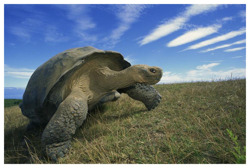 Galapagos Tortoise on caldera rim, Alcedo Volcano, Isabella Island, Galapagos Islands, Ecuador-Paper Art-62"x42"