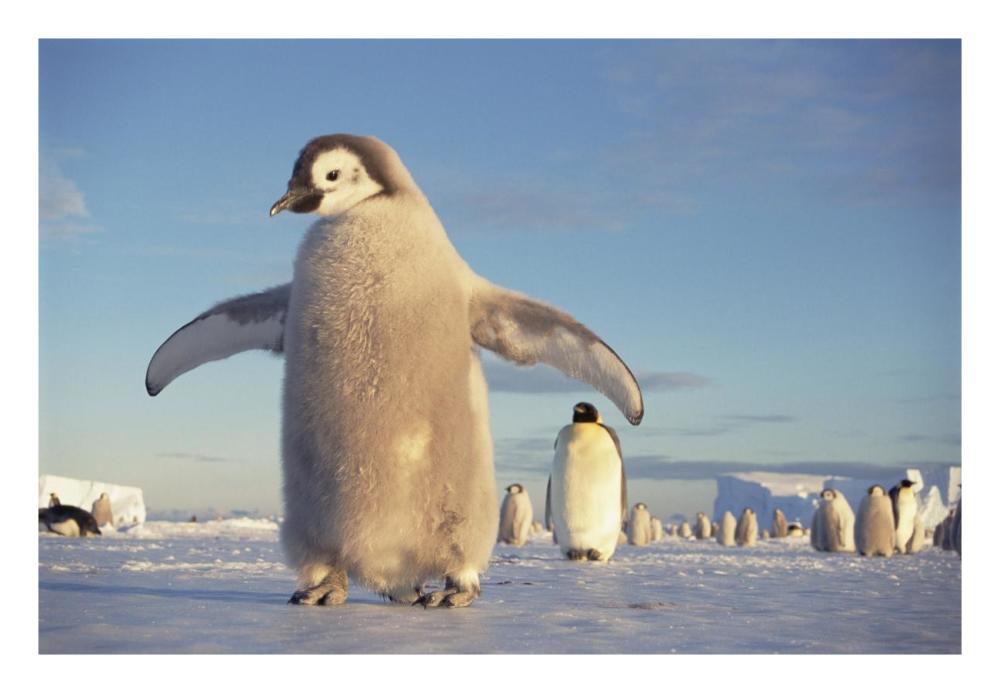 Emperor Penguin chick on fast ice, No-name Rookery, Princess Martha Coast, Weddell Sea, Antarctica-Paper Art-26"x18"