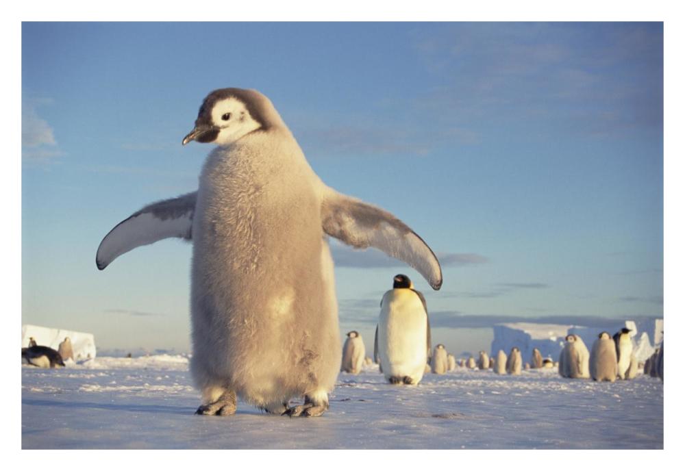 Emperor Penguin chick on fast ice, No-name Rookery, Princess Martha Coast, Weddell Sea, Antarctica-Paper Art-32"x22"