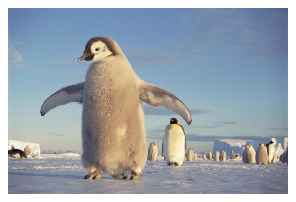 Emperor Penguin chick on fast ice, No-name Rookery, Princess Martha Coast, Weddell Sea, Antarctica-Paper Art-38"x26"