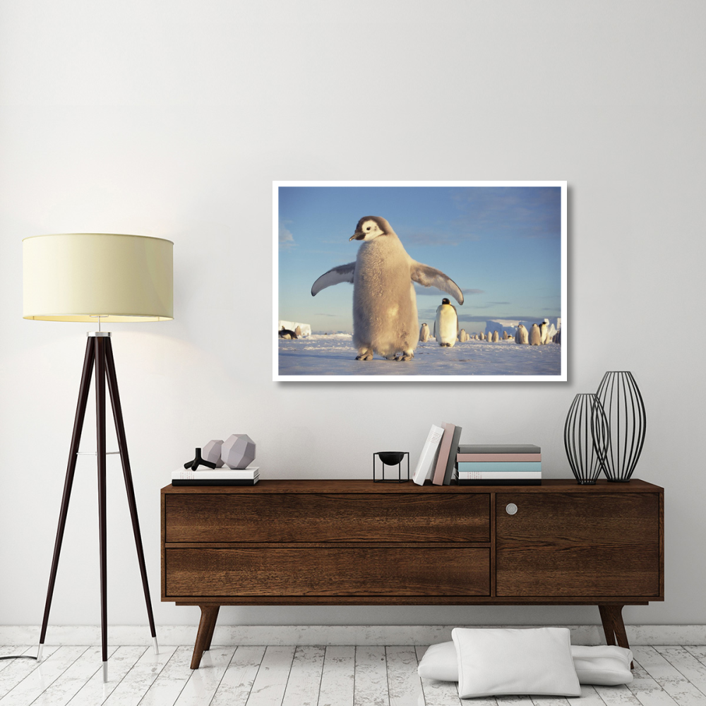 Emperor Penguin chick on fast ice, No-name Rookery, Princess Martha Coast, Weddell Sea, Antarctica-Paper Art-50&quotx34"