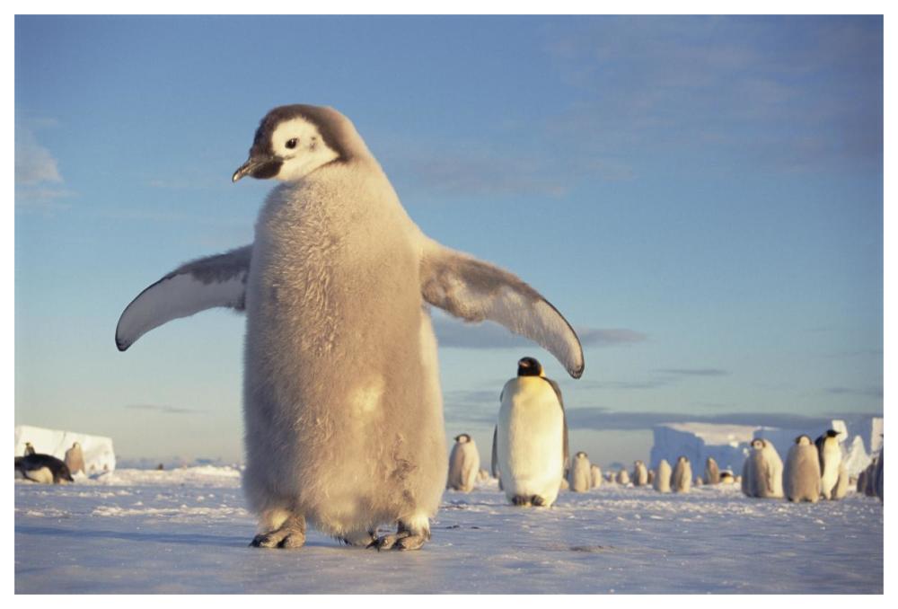 Emperor Penguin chick on fast ice, No-name Rookery, Princess Martha Coast, Weddell Sea, Antarctica-Paper Art-62"x42"