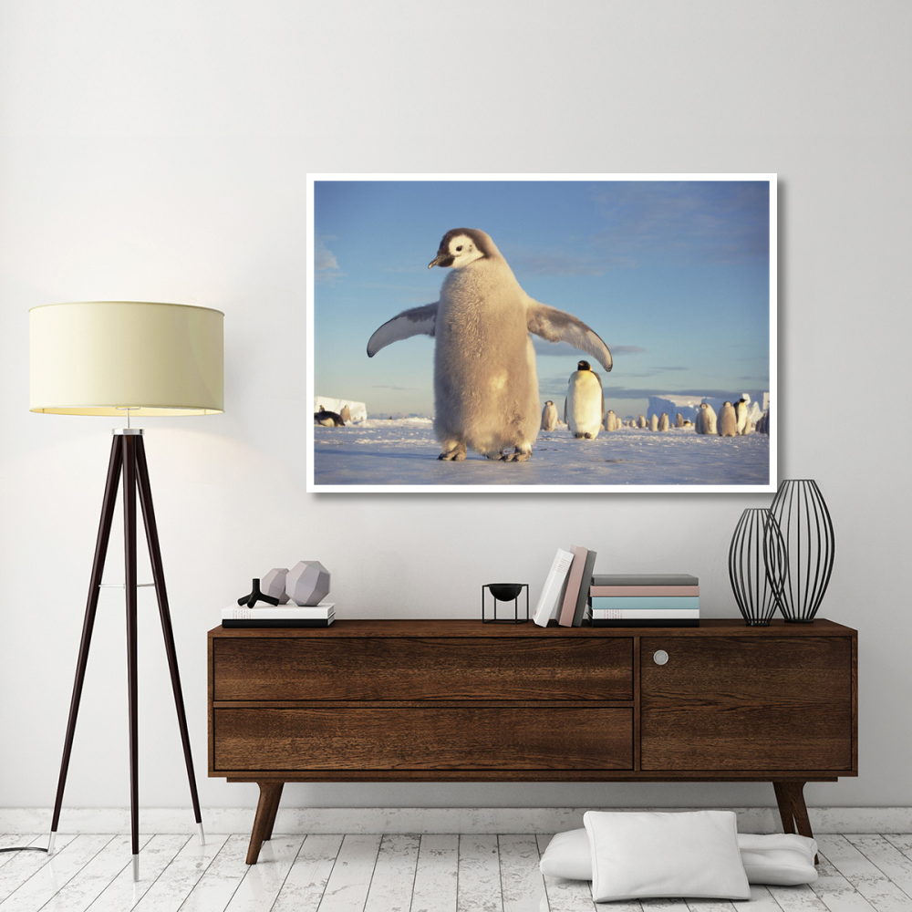 Emperor Penguin chick on fast ice, No-name Rookery, Princess Martha Coast, Weddell Sea, Antarctica-Paper Art-62&quotx42"