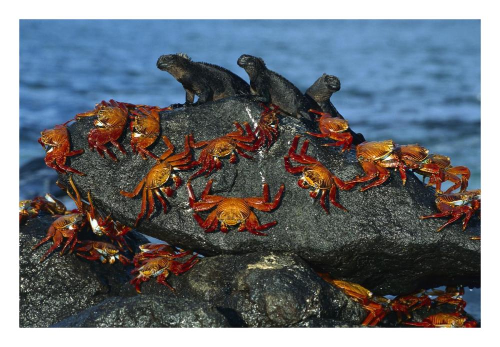 Sally Lightfoot Crabs and Marine Iguanas, Mosquera Island, Galapagos Islands, Ecuador-Paper Art-26"x18"