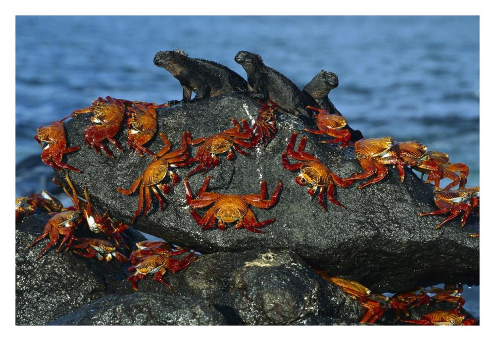 Sally Lightfoot Crabs and Marine Iguanas, Mosquera Island, Galapagos Islands, Ecuador-Paper Art-32"x22"