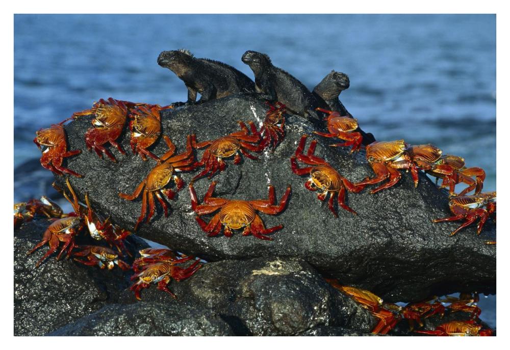 Sally Lightfoot Crabs and Marine Iguanas, Mosquera Island, Galapagos Islands, Ecuador-Paper Art-38"x26"