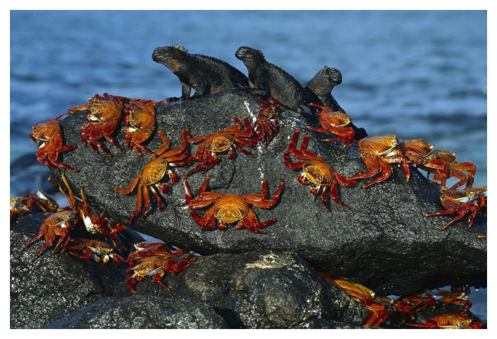 Sally Lightfoot Crabs and Marine Iguanas, Mosquera Island, Galapagos Islands, Ecuador-Paper Art-50"x34"