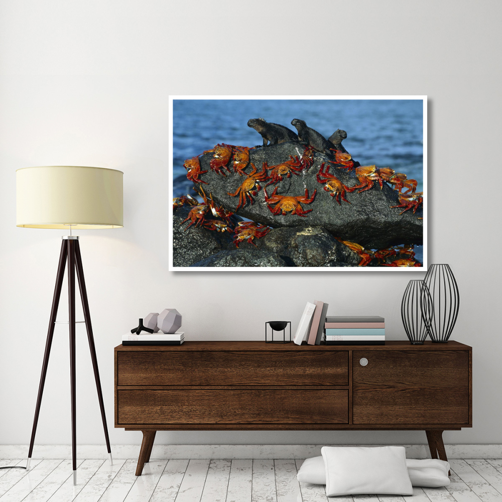 Sally Lightfoot Crabs and Marine Iguanas, Mosquera Island, Galapagos Islands, Ecuador-Paper Art-62&quotx42"