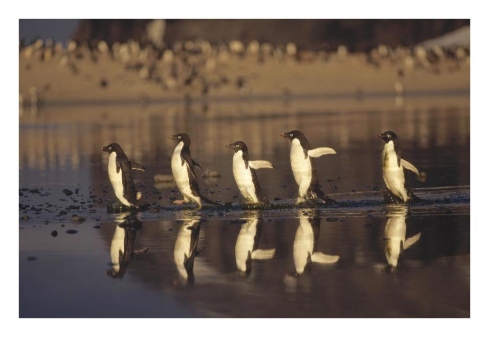 Adelie Penguins crossing summer melt pool, Cape Adare, Ross Sea, Antarctica-Paper Art-26"x18"