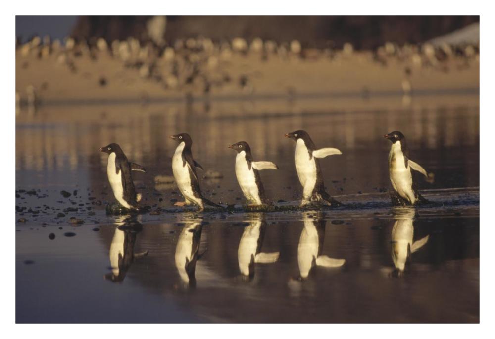 Adelie Penguins crossing summer melt pool, Cape Adare, Ross Sea, Antarctica-Paper Art-32"x22"