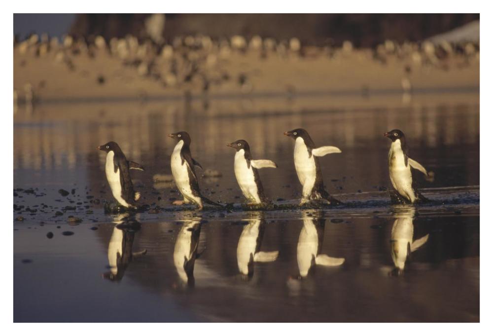 Adelie Penguins crossing summer melt pool, Cape Adare, Ross Sea, Antarctica-Paper Art-38"x26"