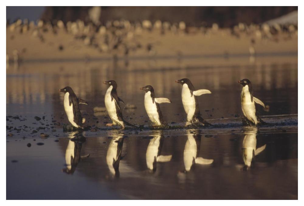 Adelie Penguins crossing summer melt pool, Cape Adare, Ross Sea, Antarctica-Paper Art-50"x34"