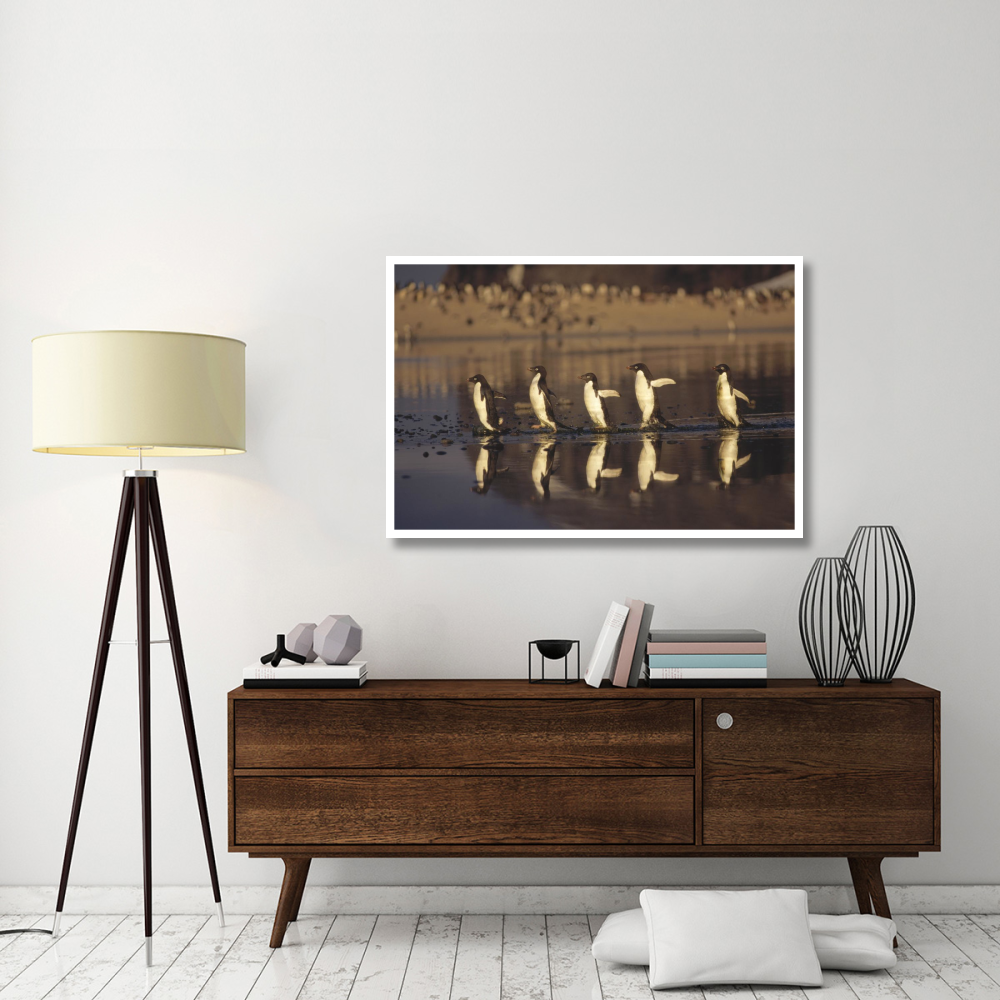 Adelie Penguins crossing summer melt pool, Cape Adare, Ross Sea, Antarctica-Paper Art-50&quotx34"