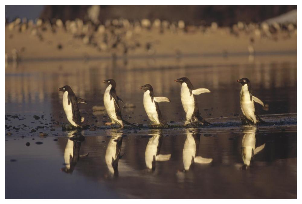 Adelie Penguins crossing summer melt pool, Cape Adare, Ross Sea, Antarctica-Paper Art-62"x42"