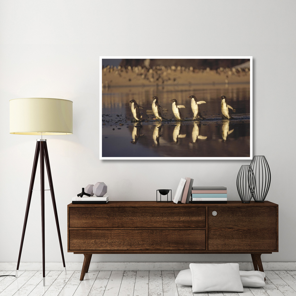 Adelie Penguins crossing summer melt pool, Cape Adare, Ross Sea, Antarctica-Paper Art-62&quotx42"