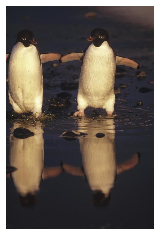 Adelie Penguins crossing summer melt pool, Cape Adare, Ross Sea, Antarctica-Paper Art-14"x20"